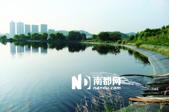 <p> 打鼓嶺堆填區(qū)其中一處污水儲存池，背后就是深圳蓮塘的高層住宅。南都記者 康殷 攝</p>
