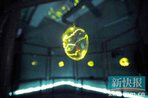 廣州螢火蟲(chóng)節(jié)遭質(zhì)疑 主辦方稱死野外不如死展館