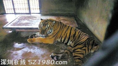 肇事華南虎瑩瑩。昨日，上海動(dòng)物園繁殖場，一飼養(yǎng)員在打掃虎籠時(shí)不幸被瑩瑩咬死。圖/CFP