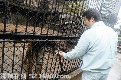 上海動(dòng)物園繁殖場內(nèi)飼養(yǎng)的老虎。圖/東方IC