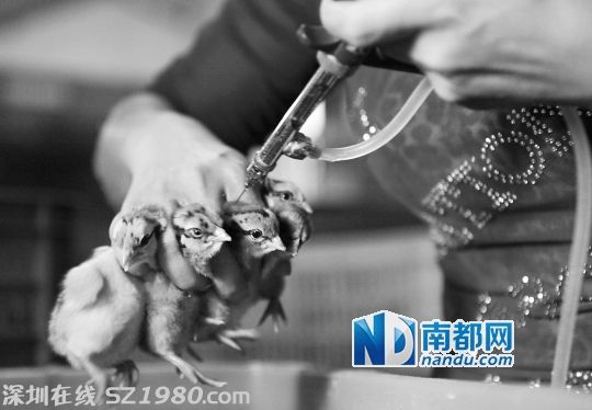 <p>    今年4月 禽流感風波 時期，珠海一個雞苗基地工作人員在給小雞打疫苗。當時該基地一日孵化的三萬多只小雞中，只有七千多能喂養(yǎng)長大，其余的都是用于喂魚喂蛇。資料圖片(南都記者 陳坤榮 攝)</p>