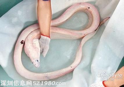 活體白龍王驚現(xiàn)墨西哥淺灘 體長(zhǎng)達(dá)4.5米背鰭幾乎與身體同樣長(zhǎng)