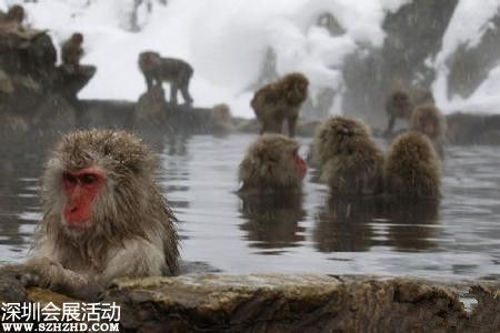 日本猴子邊泡溫泉邊玩手機(jī) 網(wǎng)友：悟空又調(diào)皮了