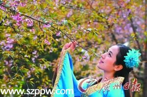 清遠一景點日薪萬元招募 櫻花仙子 導游