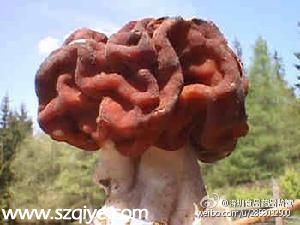 深圳連發(fā)蘑菇中毒1死6傷