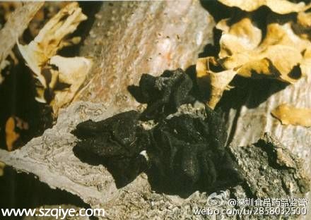 深圳連發(fā)蘑菇中毒1死6傷