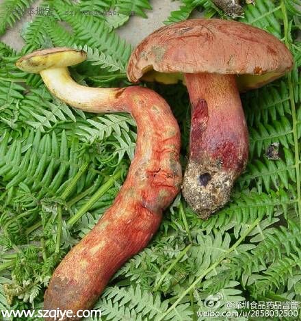 深圳連發(fā)蘑菇中毒1死6傷