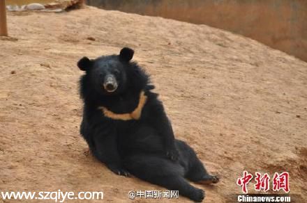 云南一村民養(yǎng)寵物狗兩年后才發(fā)現(xiàn)是黑熊（圖）