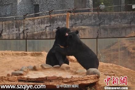 云南一村民養(yǎng)寵物狗兩年后才發(fā)現(xiàn)是黑熊（圖）