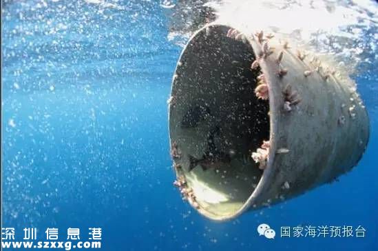 大梅沙海底垃圾觸目驚心 蛙人半小時清理100公斤