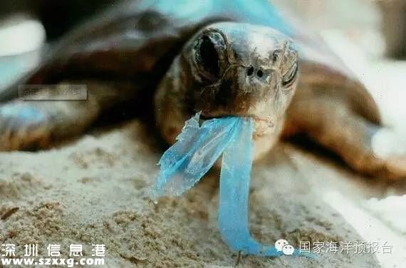 大梅沙海底垃圾觸目驚心 蛙人半小時清理100公斤