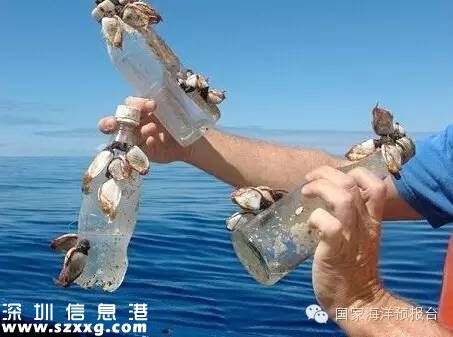 大梅沙海底垃圾觸目驚心 蛙人半小時清理100公斤