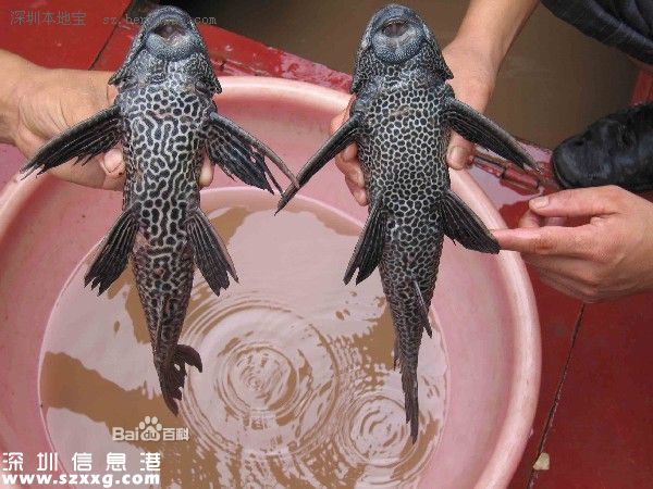 泉州市民捕獲怪魚 盤點令人生畏的十種怪魚