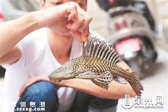 泉州市民捕獲怪魚 盤點令人生畏的十種怪魚