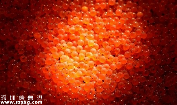 <a href=http://www.32tj.com/shenzhen/ target=_blank class=infotextkey>深圳</a>(www.32tj.com)灣檢驗檢疫局截獲大批量進口生魚籽