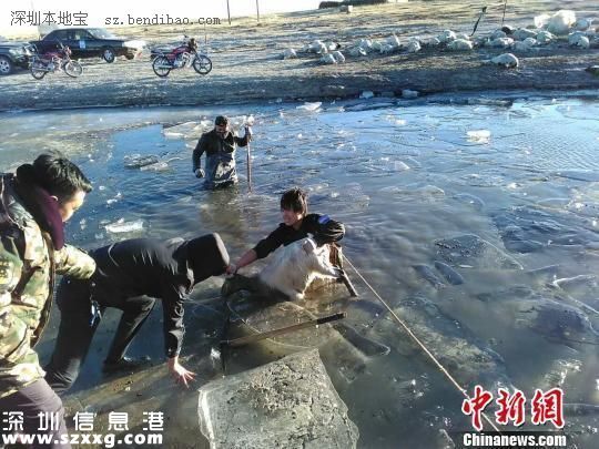 羊過河遇冰面坍塌260只羊被淹死 典型的領(lǐng)頭羊效應(yīng)