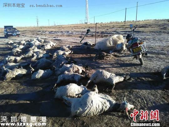 羊過河遇冰面坍塌260只羊被淹死 典型的領(lǐng)頭羊效應(yīng)