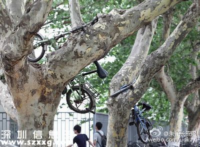 保安將車掛樹上 盤點(diǎn)這些上樹的自行車