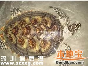 <a href=http://www.32tj.com/shenzhen/ target=_blank class=infotextkey>深圳</a>(www.32tj.com)海關(guān)查獲玳瑁甲12公斤 藏于嬰兒紙尿片中