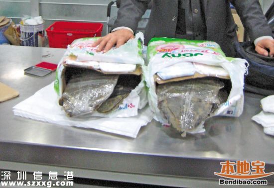 深圳(www.32tj.com)海關(guān)查獲玳瑁甲12公斤 藏于嬰兒紙尿片中