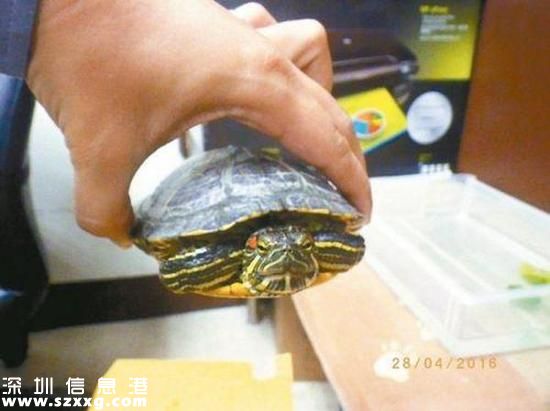 烏龜致車禍被逮捕。