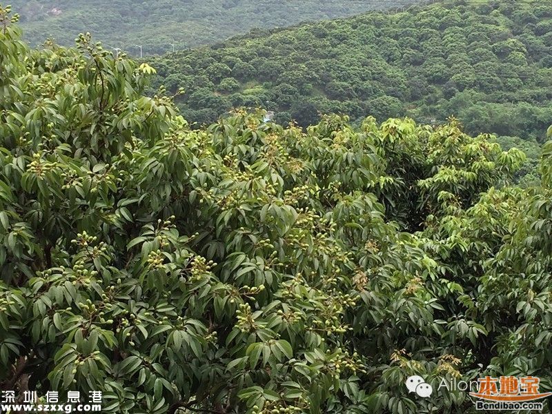 今年南山荔枝大量減產(chǎn) 或為正常年份的三成