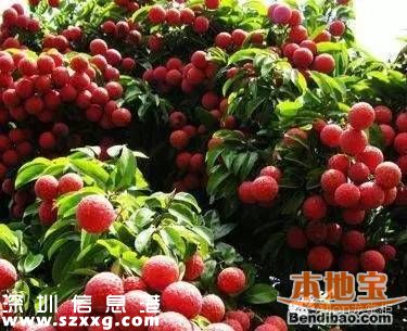 今年南山荔枝大量減產(chǎn) 或為正常年份的三成