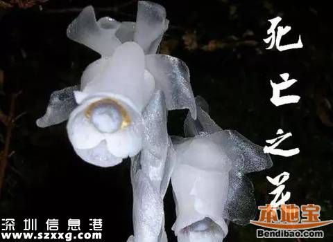陜西發(fā)現(xiàn)死亡之花 水晶蘭的傳說+花語