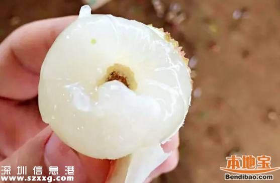 今年深圳荔枝貴嗎？何時上市？摘荔枝去哪？