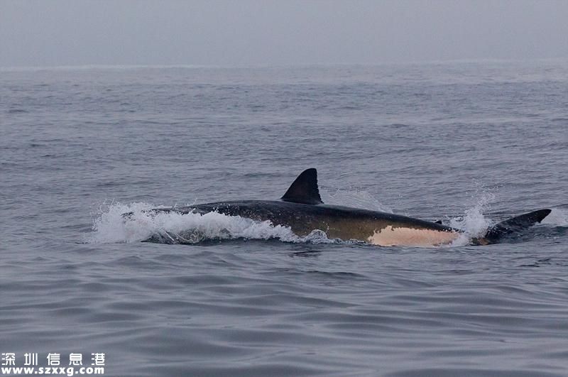海豹鯊口逃生瞬間 險逃多次且被鯊魚窮追5分鐘過程太刺激了