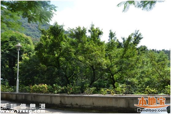 仙湖植物園門票能不能取消？