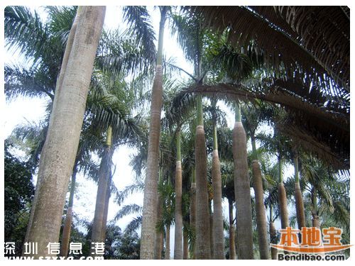 仙湖植物園門票能不能取消？