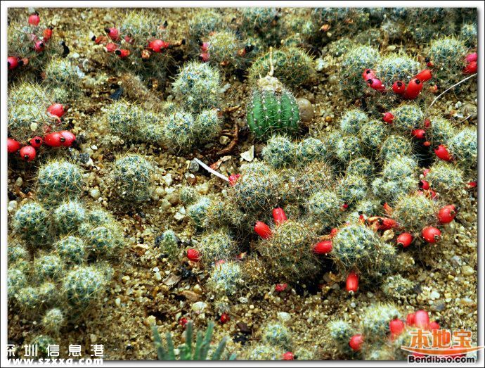仙湖植物園門票能不能取消？