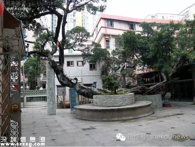 南山3塊黃金舊改:大新村 向南村 丁頭村