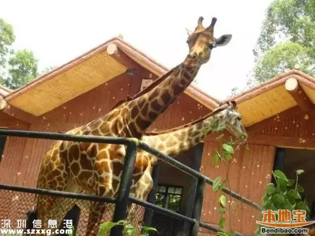 深圳地鐵7號線洪湖站實(shí)景圖曝光 吃喝玩樂最牛線