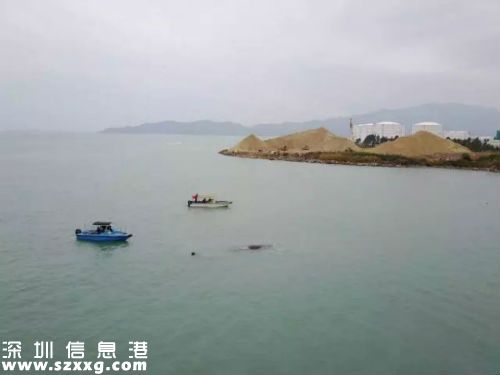深圳擱淺抹香鯨已確認(rèn)死亡 抹香鯨為什么會(huì)擱淺（2）