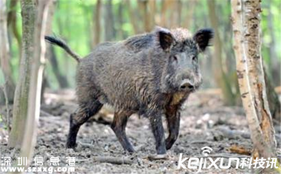 日本獵殺變異野豬 填埋變異野豬尸體恐引起疫情