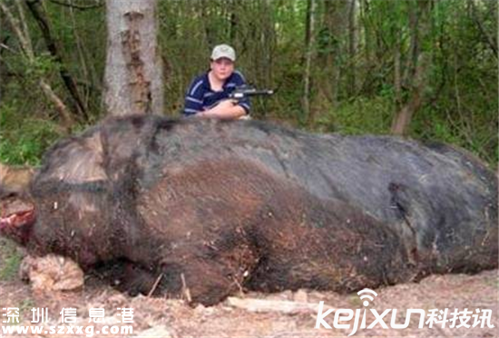 日本獵殺變異野豬 填埋變異野豬尸體恐引起疫情
