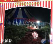馬戲團幼虎出逃嚇壞眾人 幸好有驚無險